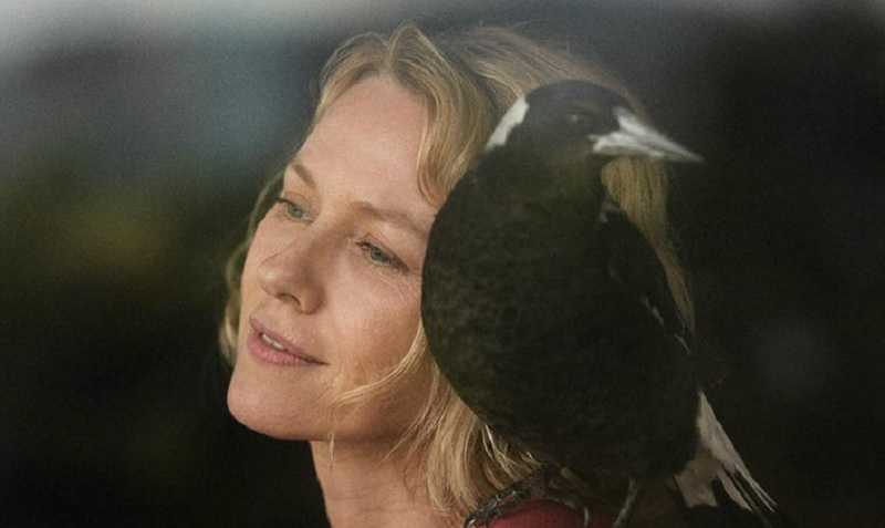 Penguin Bloom: ¿La película de Netflix está basada en una historia real? 1 penguin bloom histoire vraie