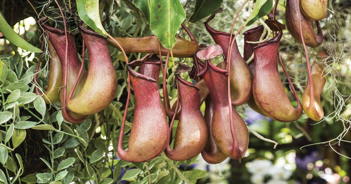 1611946191 639 Pokemon los origenes de estos 9 monstruos de bolsillo te