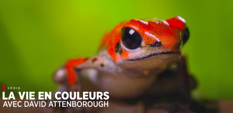 La vida en colores con David Attenborough Temporada 2: ¿Qué fecha de lanzamiento de Netflix? 2 vida en colores temporada 2 netflix