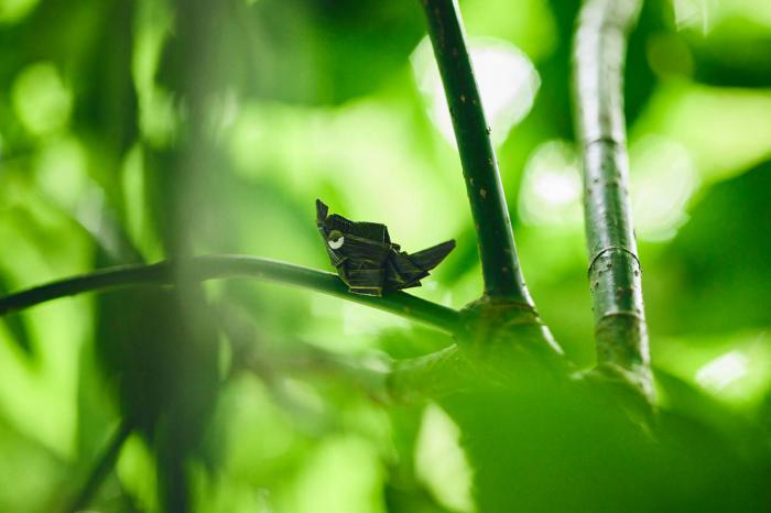 Nintendo: Realmente ve a cazar Pokémon en este hermoso bosque japonés 3 1625319847 67 Nintendo Realmente ve a cazar Pokemon en este hermoso bosque