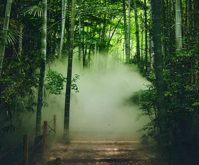 Nintendo: Realmente ve a cazar Pokémon en este hermoso bosque japonés 5 1625319847 804 Nintendo Realmente ve a cazar Pokemon en este hermoso bosque