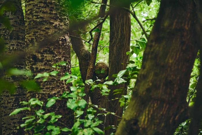 Nintendo: Realmente ve a cazar Pokémon en este hermoso bosque japonés 4 1625319847 947 Nintendo Realmente ve a cazar Pokemon en este hermoso bosque