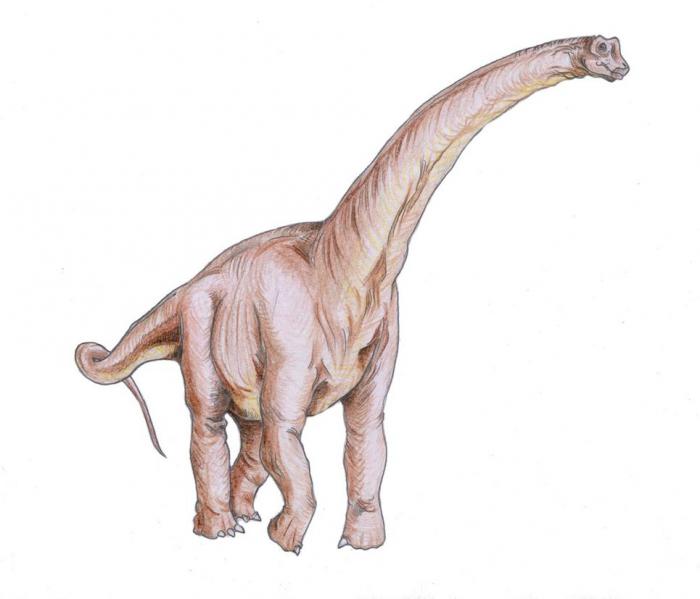 1625331126 560 Dinosaurios seis hechos sorprendentes que quizas no conozcas