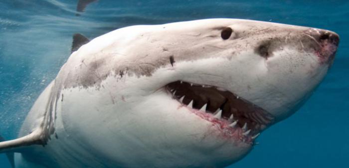 14 hechos que parecen falsos pero muy reales parte 3