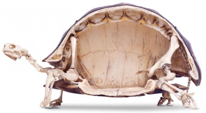 1636112647 886 14 hechos que parecen falsos pero muy reales parte 3