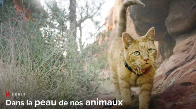 En la piel de nuestros animales Temporada 2: ¿Qué fecha de lanzamiento de Netflix? 1 Ayther logo