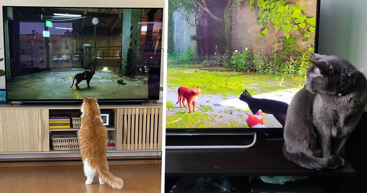 Stray: 30 gatos a los que les encanta ver jugar a sus humanos, la prueba en imágenes