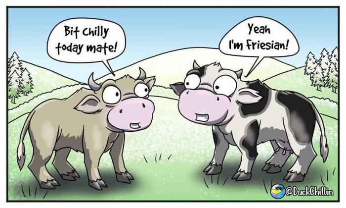 Cómics con vacas