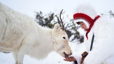 ou a ete filme stold