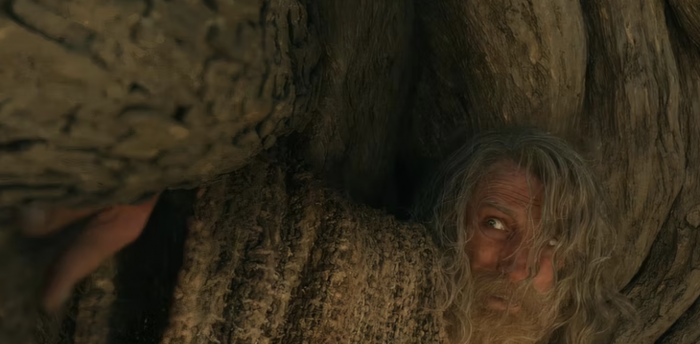 extraño viejo sauce