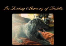 1732910631 Cascanueces ¿quien Es Laddie El Perro Al Que Rendimos Homenaje.jpg