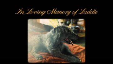 1732910631 Cascanueces ¿quien Es Laddie El Perro Al Que Rendimos Homenaje.jpg