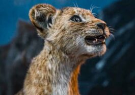 1734735818 Mufasa ¿quien Es El Hermano De Kiara ¿es Este Kion.jpg