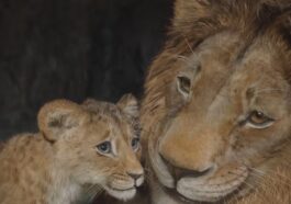 1734753341 Mufasa El Rey Leon ¿donde Esta Milele ¿es Esta La.jpg