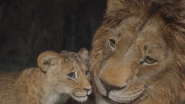 1734753341 Mufasa El Rey Leon ¿donde Esta Milele ¿es Esta La.jpg