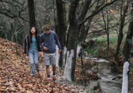 Trae la sustitución: ¿dónde mirar en la transmisión?