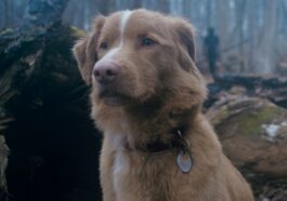 Good Boy: ¿Qué fecha de lanzamiento para la película de terror con un perro?