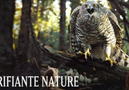 Terrify Nature Season 2: ¿Qué fecha de lanzamiento de Netflix?