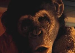 Primate: ¿Desde qué edad para los niños?